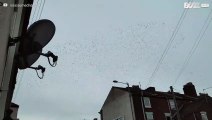 Flock of thousands of starlings flying in unison