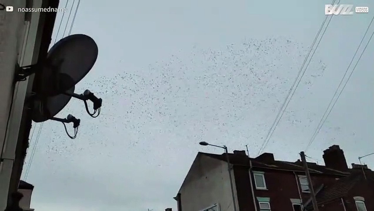 Flock of thousands of starlings flying in unison