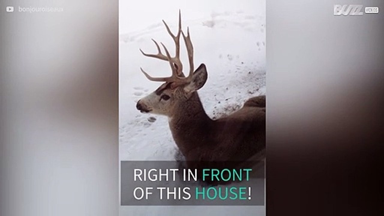 Deer chilling out in front of house in Canada