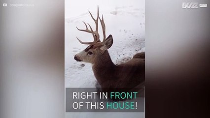 Deer chilling out in front of house in Canada