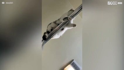 Cat relaxing on shower door framing