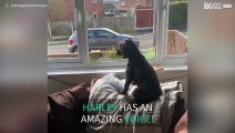 Dog sings while owner plays sax!