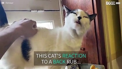 Cat's reaction to back rub is hilarious