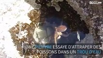 Une pieuvre en pleine pêche dans un trou d'eau