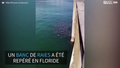 Un énorme banc de raies repéré dans les eaux de Floride