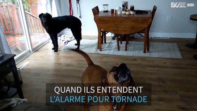 Une alarme à tornade rend ces chiens fous
