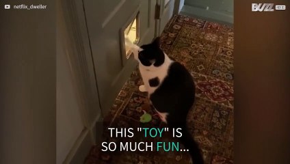 Feline has fun playing with cat flap