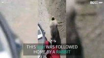 Lost rabbit follows guy back to his house