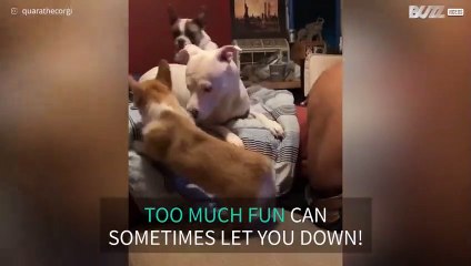 Corgi takes a tumble while playing with canine companions