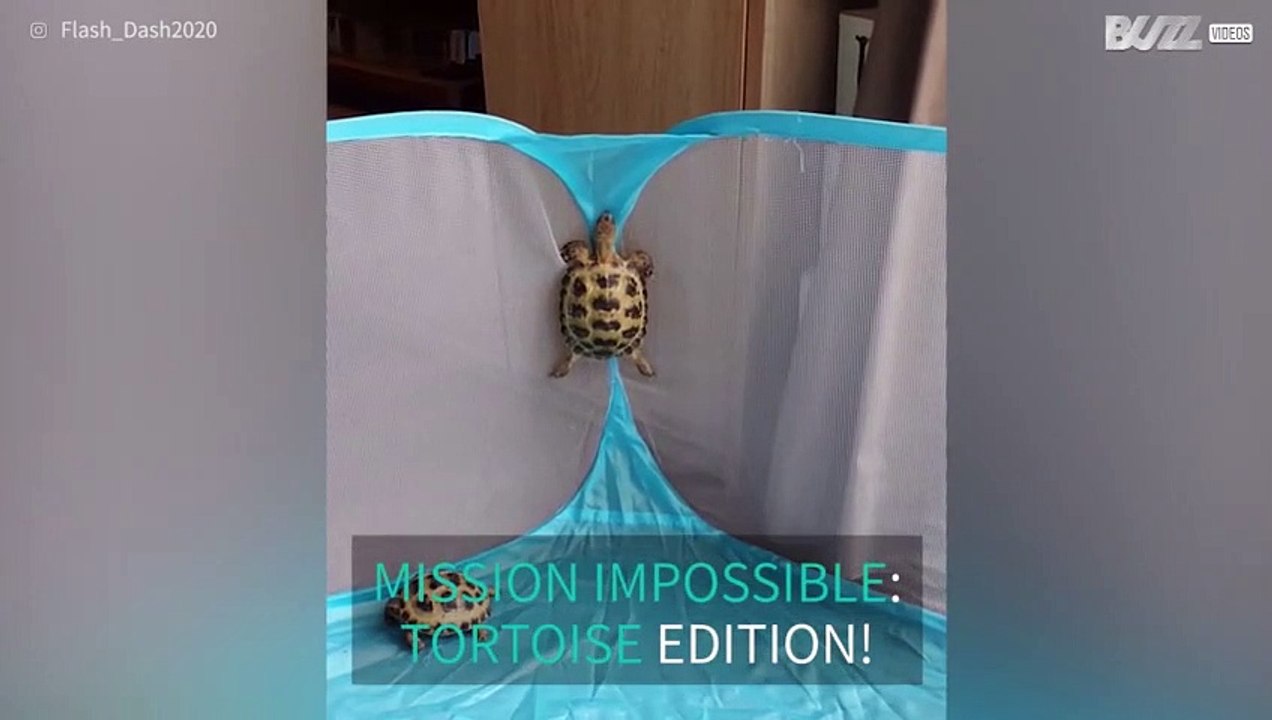 Did you know tortoises could climb?