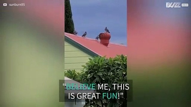 Pigeon enjoys merry-go-round after landing on rotating chimney