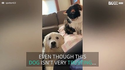 Affectionate cat rubs head on very suspicious dog