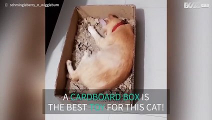 Cat has a blast in cardboard box