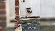Cute canine learns to use dog flap to leave house