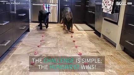 Dogs take part in speed eating challenge