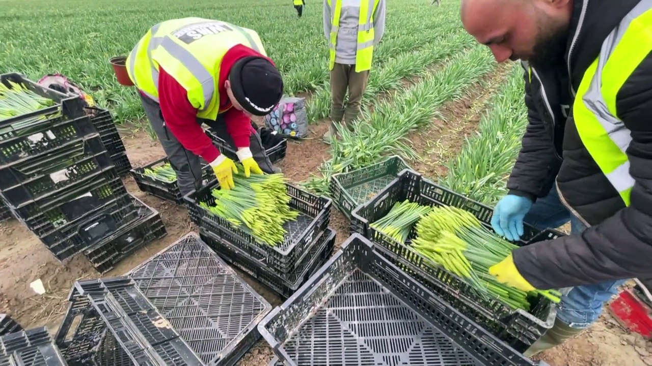 Britische Brexit-Bürokratie: Osterglocken rotten auf den Feldern