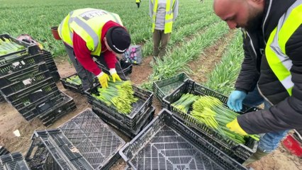 Britische Brexit-Bürokratie: Osterglocken rotten auf den Feldern
