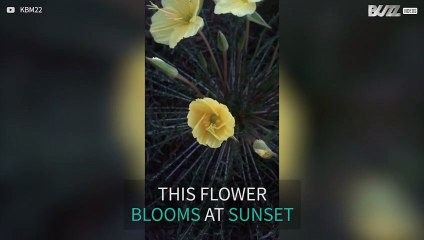Mesmerizing flower blooming caught on camera