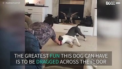 Dog loves to be dragged across the floor by owner