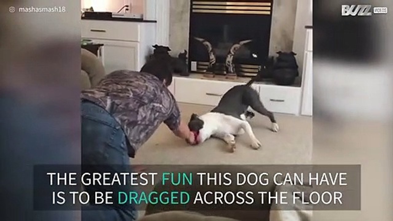 Dog loves to be dragged across the floor by owner