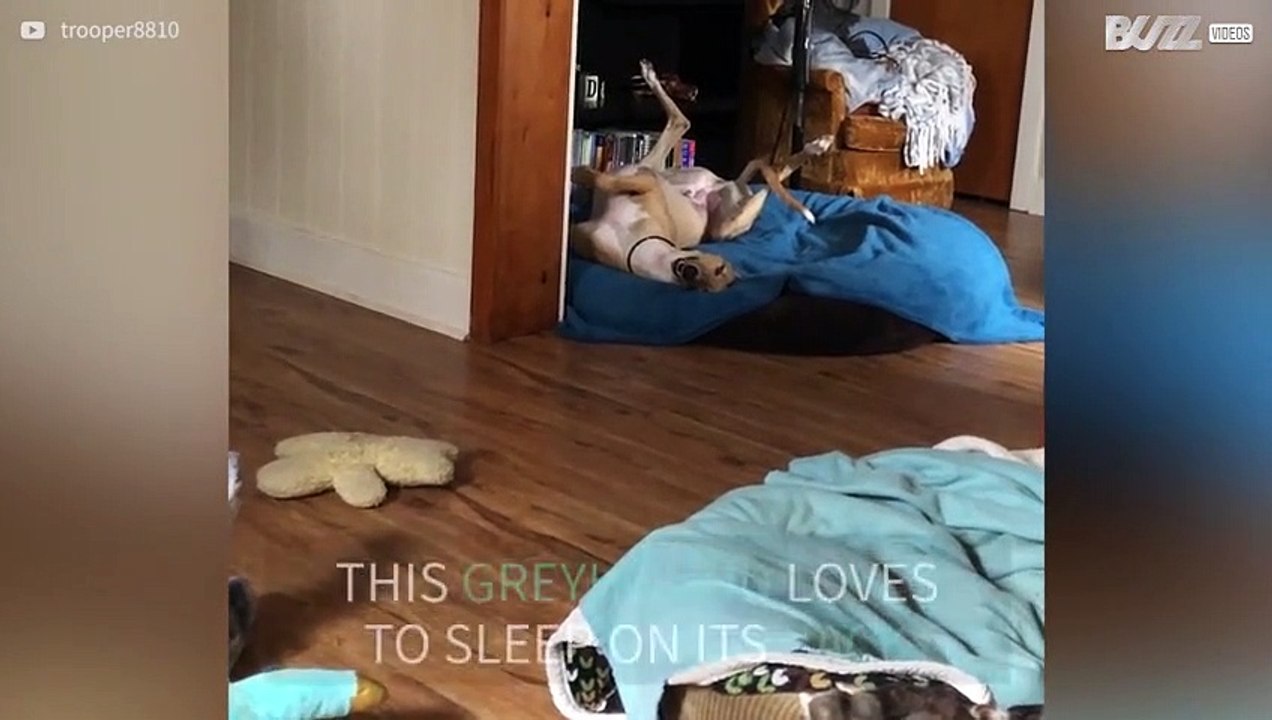 Greyhound loves sleeping on its back