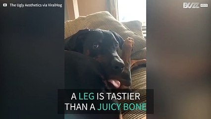 Lazy dog chews on his own leg