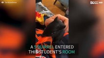 Baby squirrel sneaks into dorm and finds a new home!