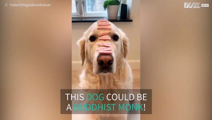 Obedient dog stays statue still before eating