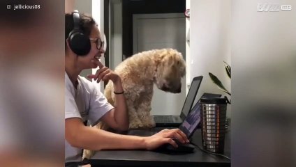 Dog wants to join owner working from home