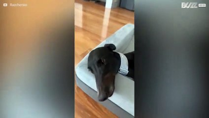 Dog hangs tongue out while relaxing