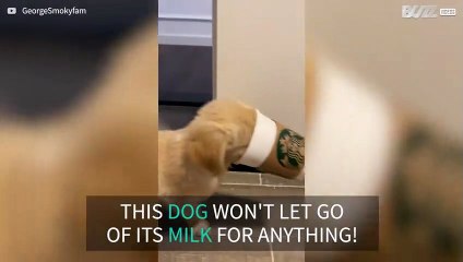 Puppy gets muzzle wedged in cup