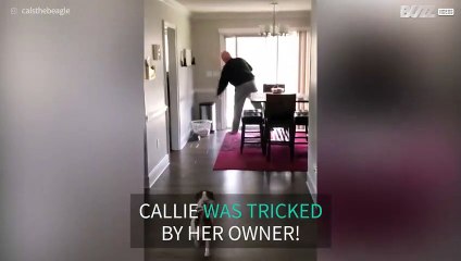 Owner pranks dog with door