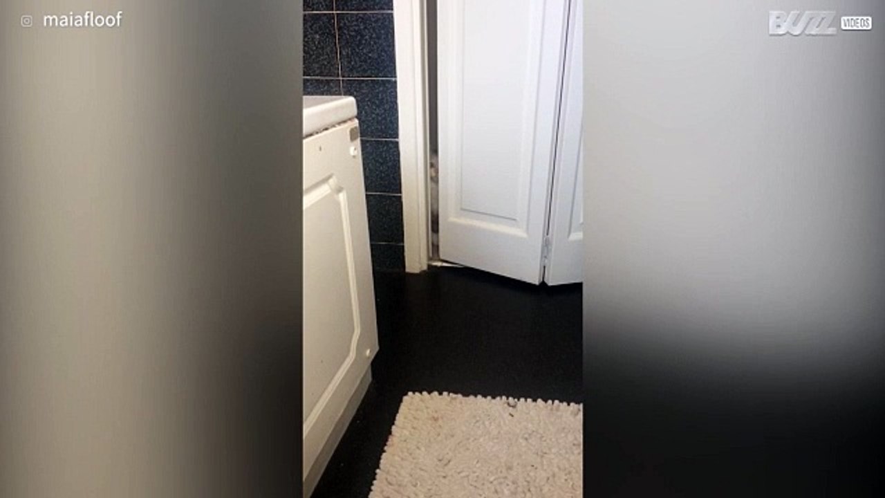 Cat gives scary look as it spies on owner in bathroom