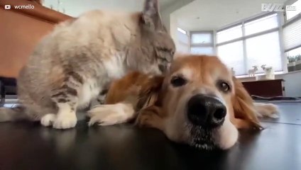 Cat pampers dog in adorable act of friendship