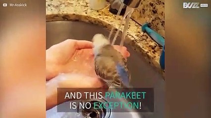 Parakeet takes refreshing shower in the sink