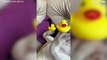 Clever dog balances rubber ducklings on paws