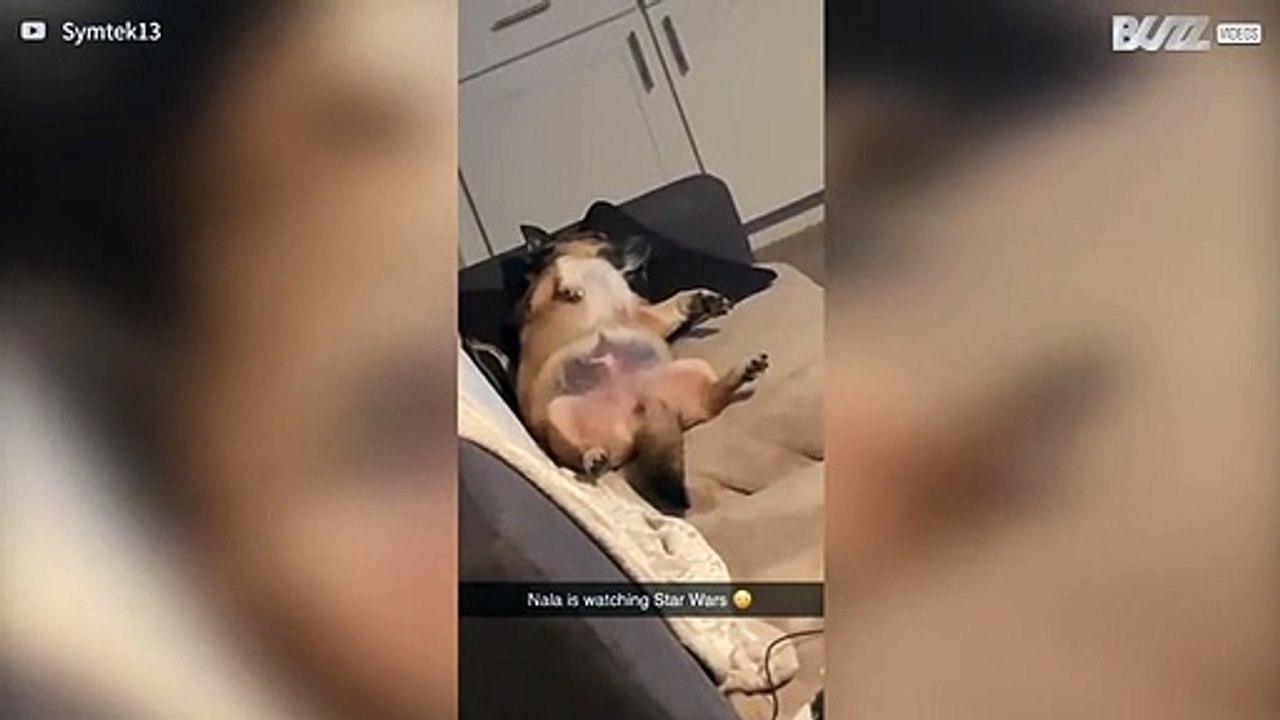 Owner finds dog lying on couch watching Star Wars