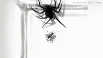 Footage shows how flattie spiders turn to capture preyDaily Mail Online