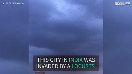 Locust plague swarm in Indian city