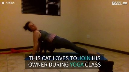 Cat loves to interrupt owner's yoga sessions