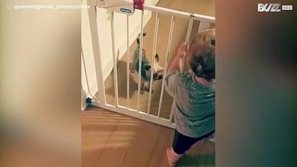 Ninja dog easily slides through gate