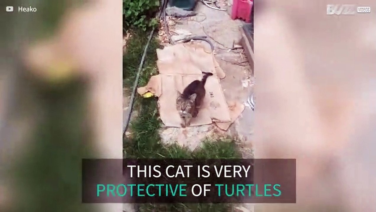 Cat safeguards her turtle friends
