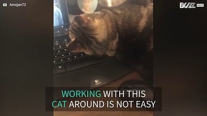 Cat sleeps in the most inconvenient places
