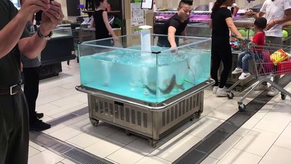 Fish Jumps into Cart || ViralHog