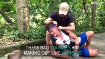 Tourists imitate monkeys in hilarious grooming scene