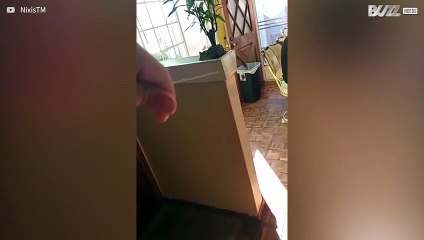 Fly caught in girl's hair ends up on a "leash"