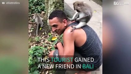 Inquisitive monkey interacts with tourist in Bali