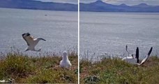 Cette vidéo d'un albatros, qui se loupe complètement à l'atterrissage, fait rire la toile