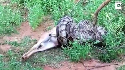 بالفيديوثعبان عملاق يلتهم غزالا أمام ذهول السياح
