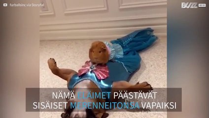 Koira ja marsu pukeutuvat merenneidoiksi kauneuskilpailuja varten